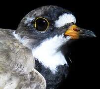 Semipalmated Plover