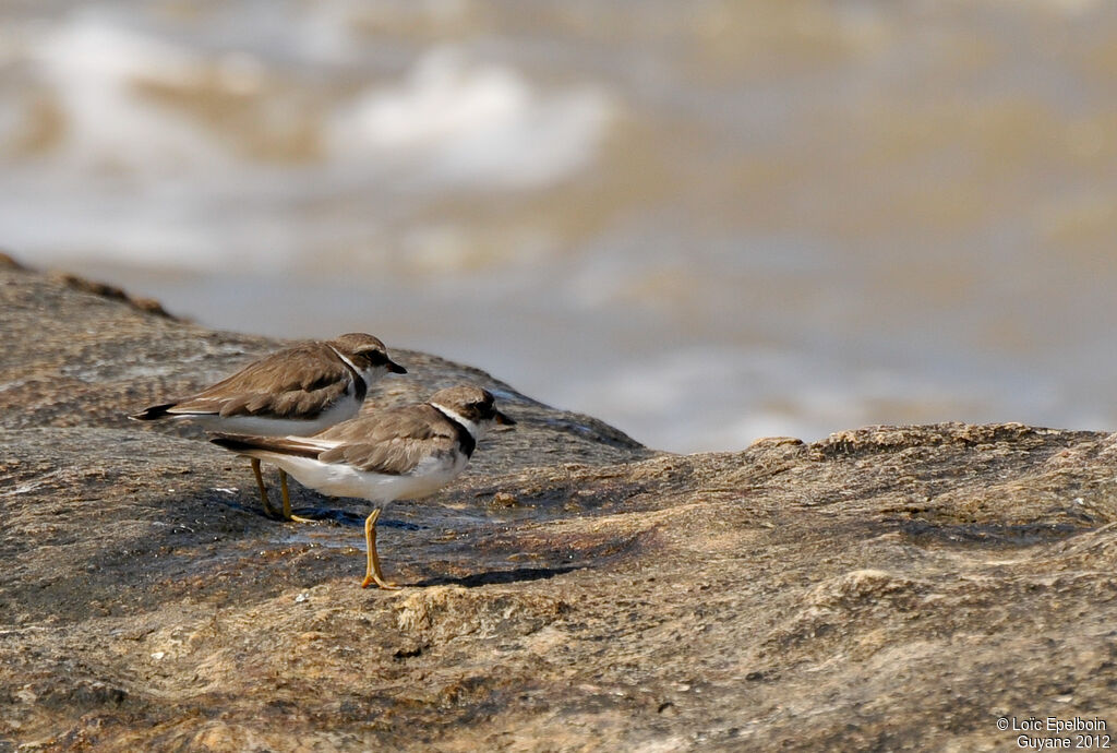 Semipalmated Plover