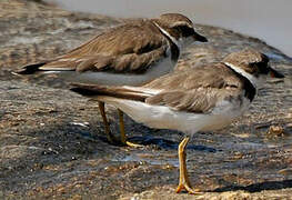 Semipalmated Plover