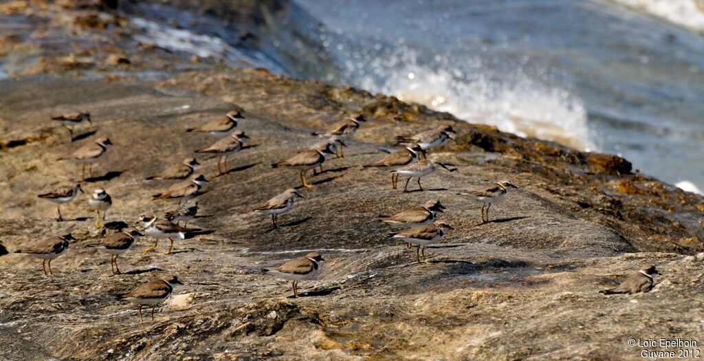 Semipalmated Plover