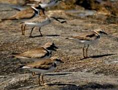 Semipalmated Plover