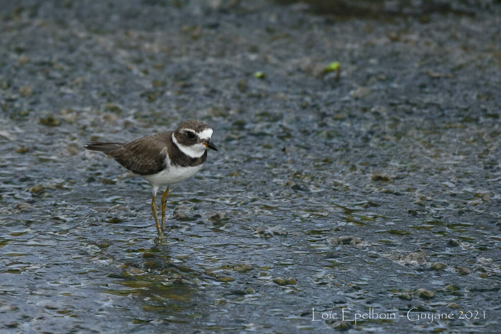 Semipalmated Plover