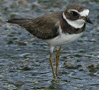 Semipalmated Plover