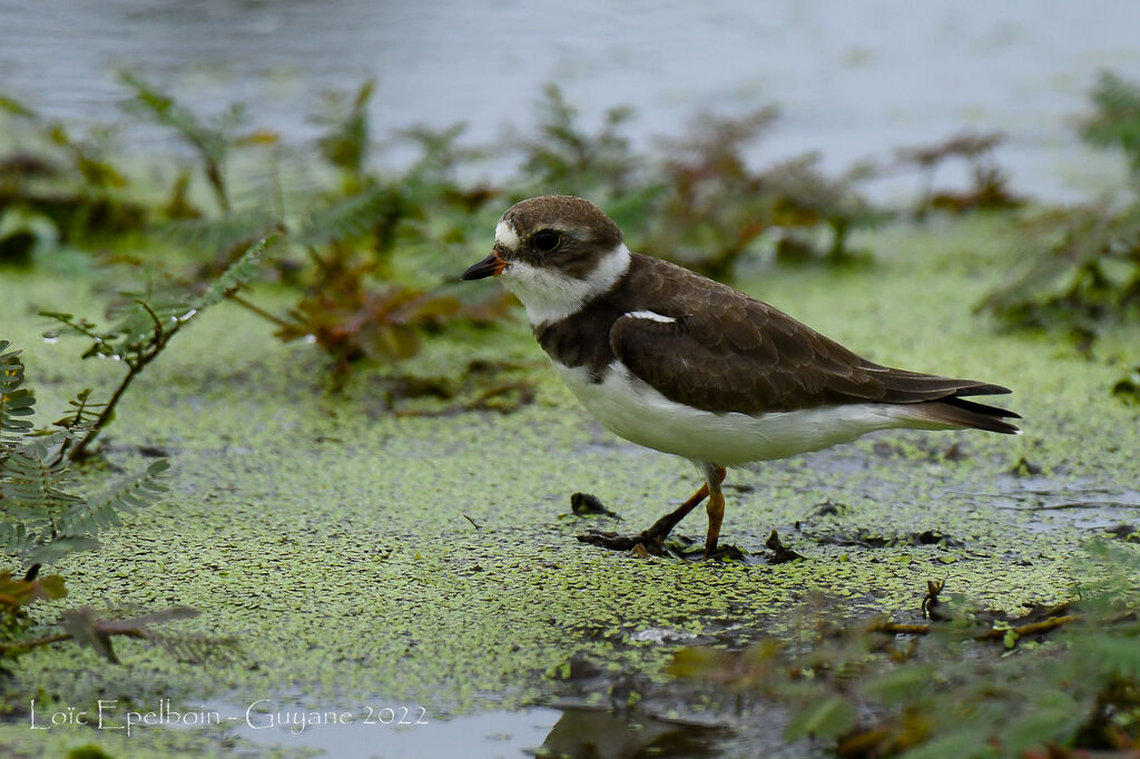 Semipalmated Plover