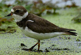 Semipalmated Plover