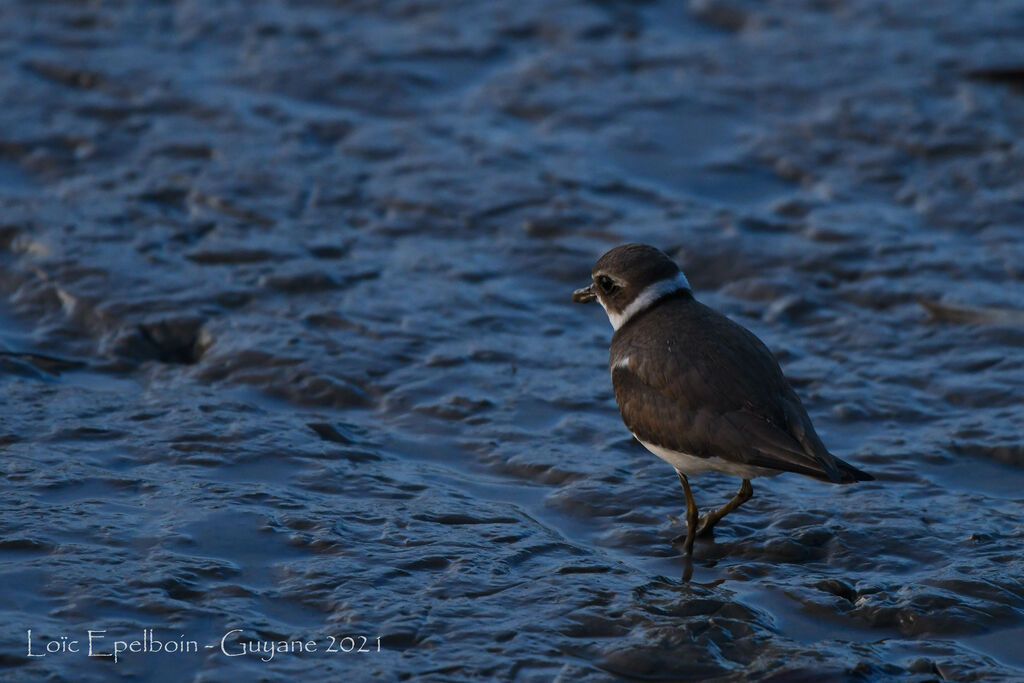 Semipalmated Plover