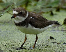 Semipalmated Plover