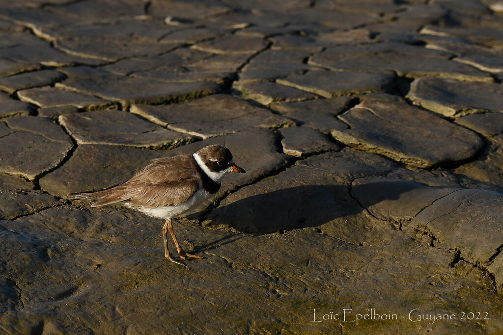 Semipalmated Plover