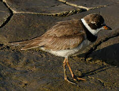 Semipalmated Plover