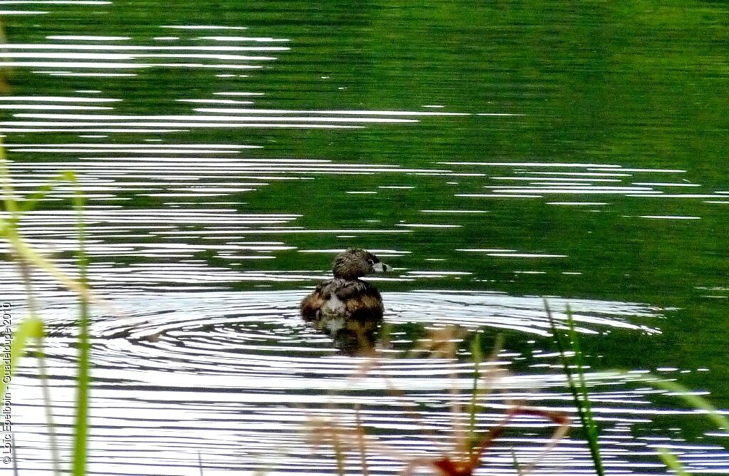 Pied-billed Grebe