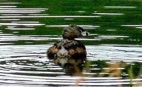 Pied-billed Grebe