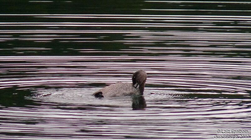 Pied-billed Grebe