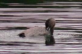 Pied-billed Grebe