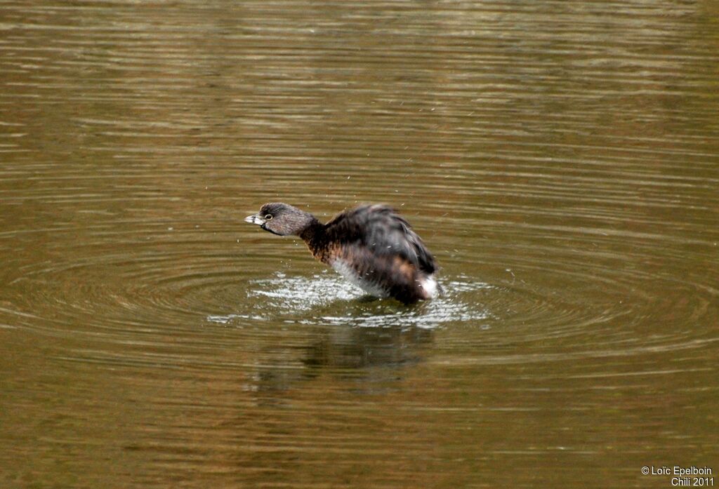 Pied-billed Grebe