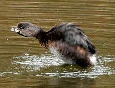 Pied-billed Grebe