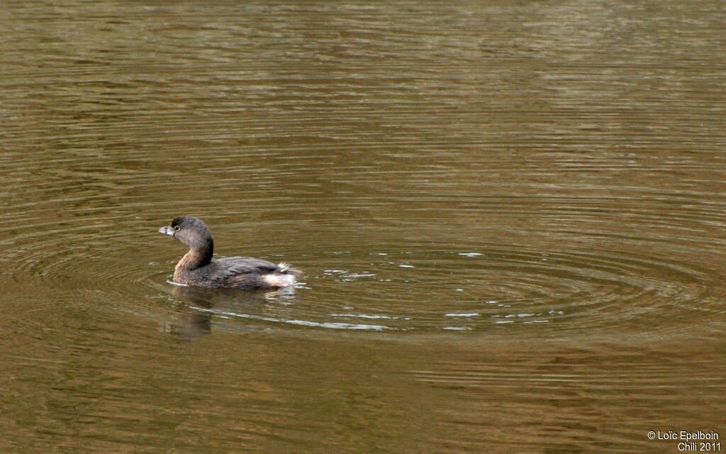 Pied-billed Grebe