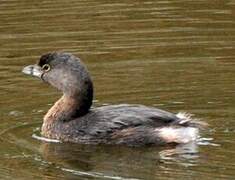 Pied-billed Grebe