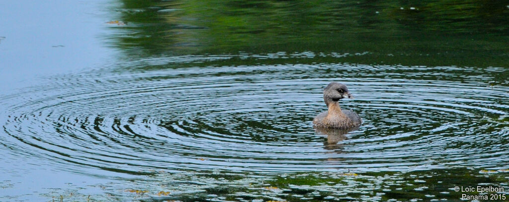 Pied-billed Grebe