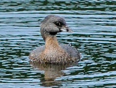 Pied-billed Grebe