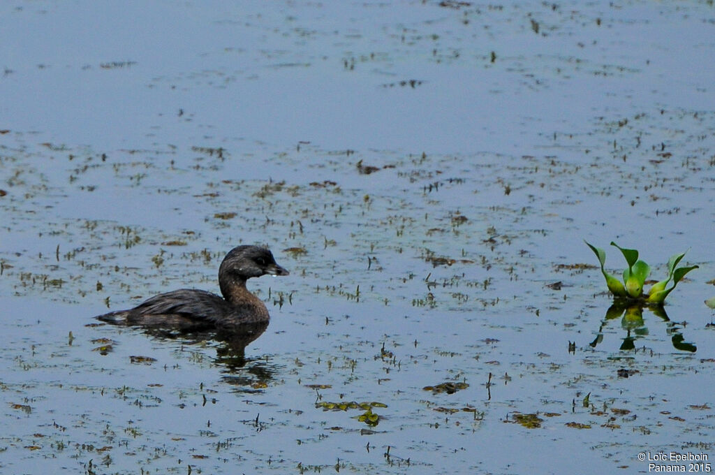 Pied-billed Grebe