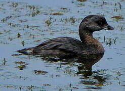 Pied-billed Grebe