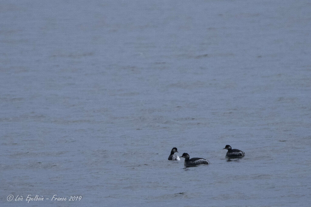 Black-necked Grebe