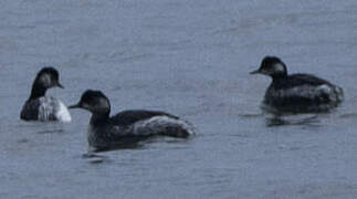 Black-necked Grebe