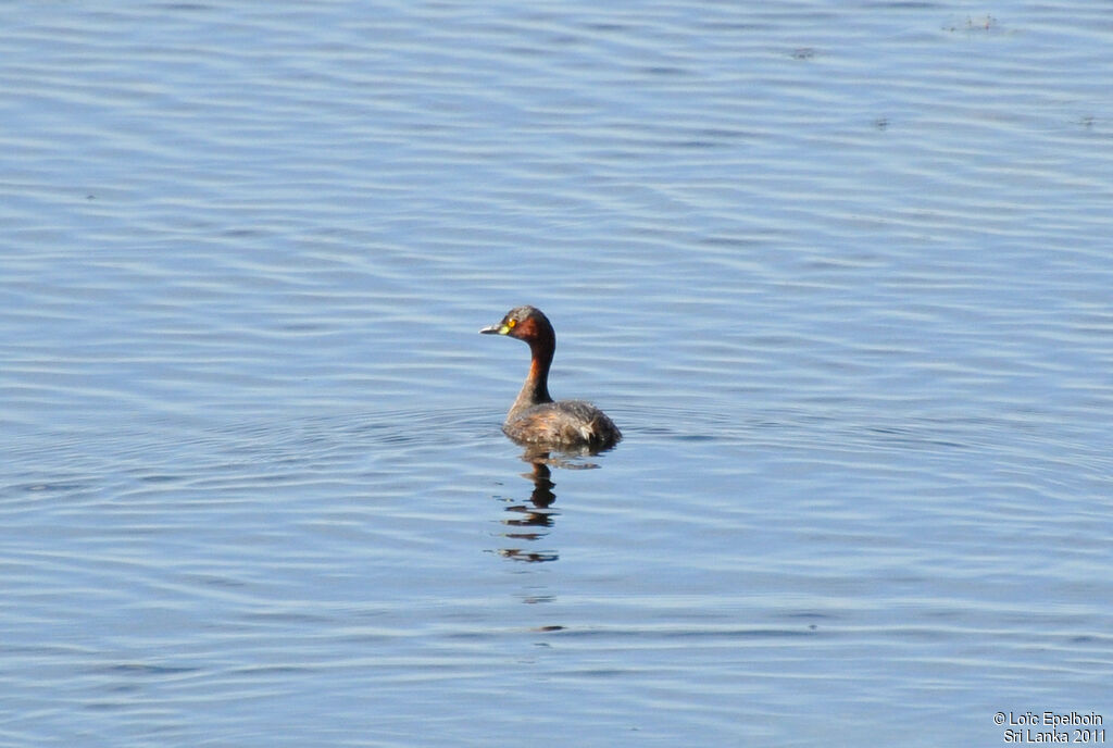 Little Grebe