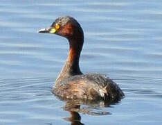 Little Grebe