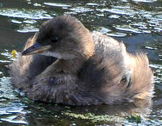 Little Grebe