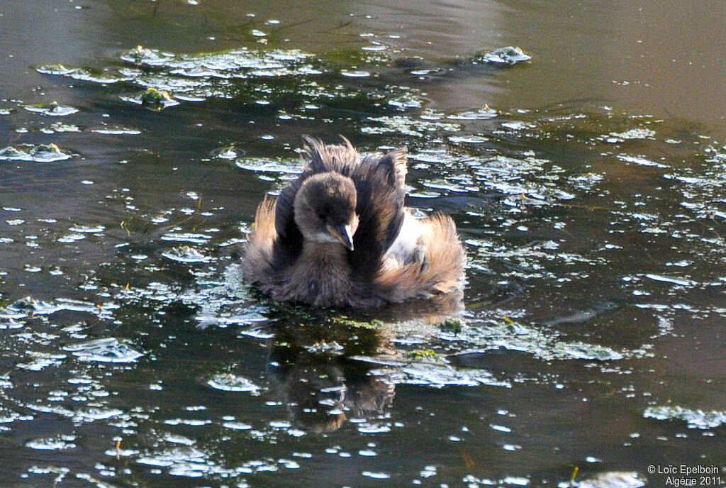 Little Grebe