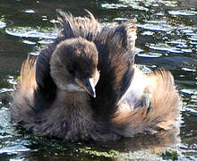 Little Grebe