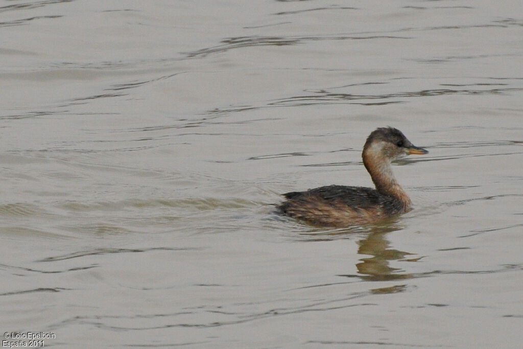 Little Grebe