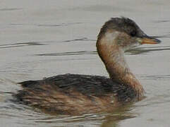 Little Grebe