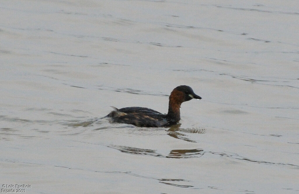 Little Grebe