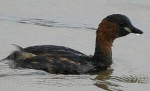 Little Grebe