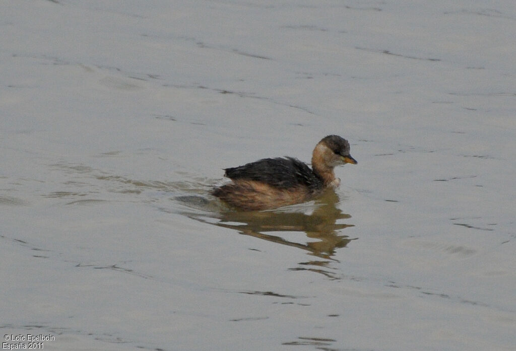 Little Grebe