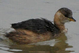 Little Grebe