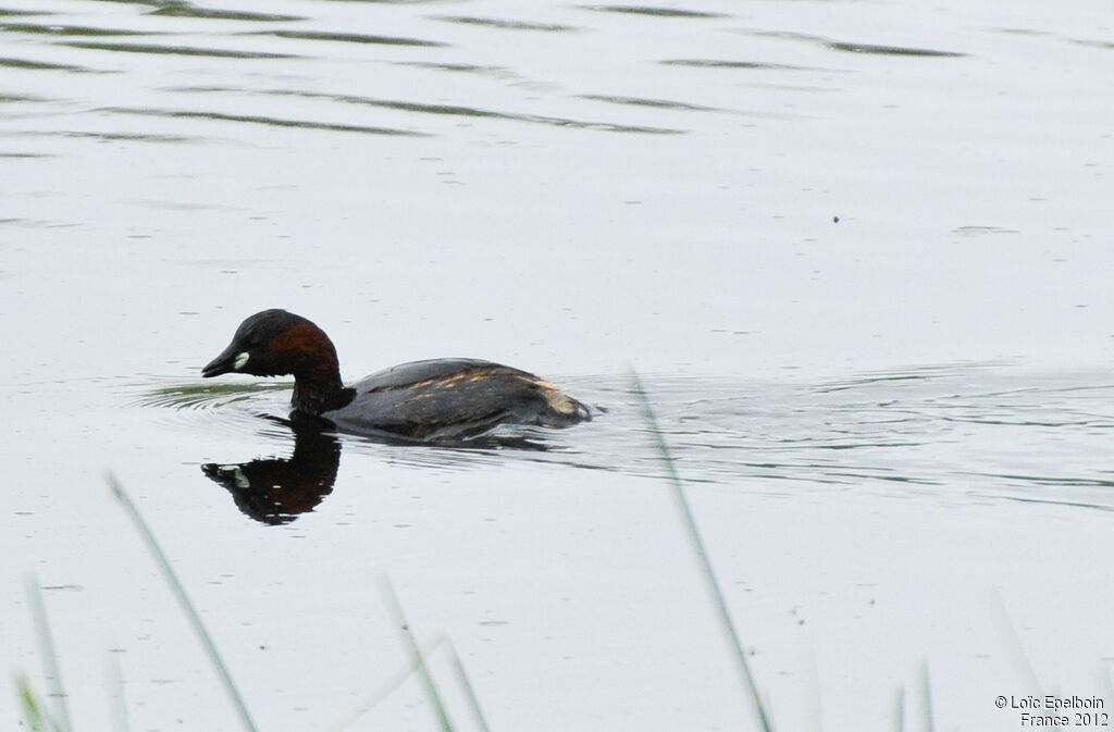 Little Grebe