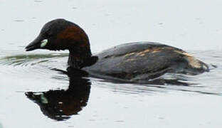 Little Grebe