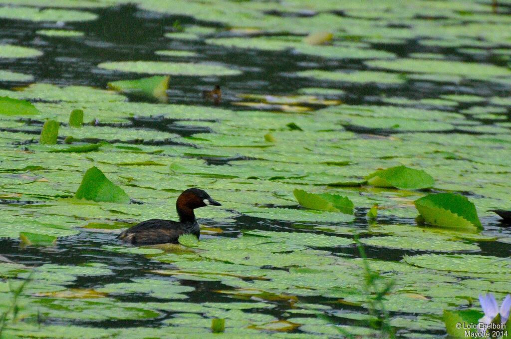 Little Grebe