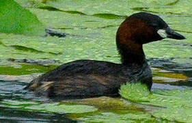 Little Grebe