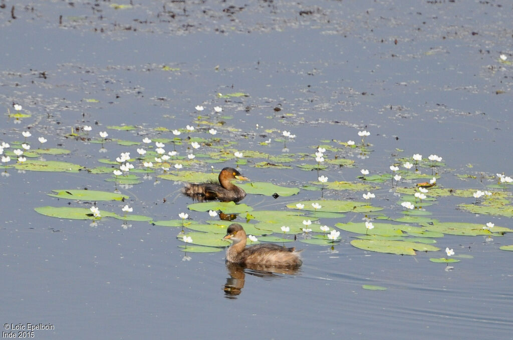 Little Grebe