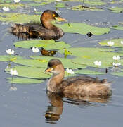 Little Grebe