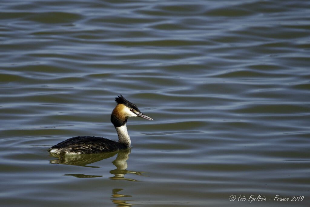 Great Crested Grebe