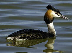 Great Crested Grebe