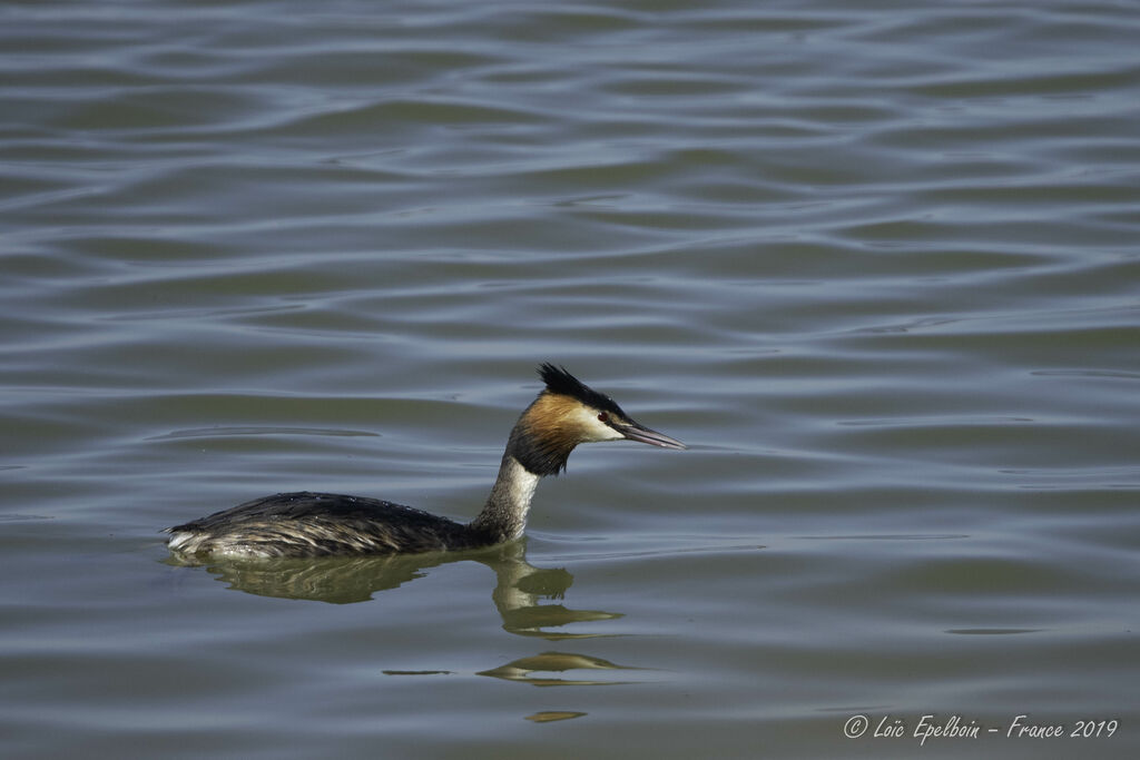 Great Crested Grebe