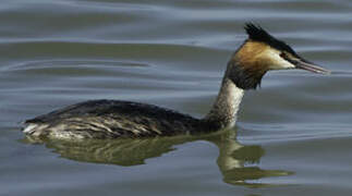 Great Crested Grebe