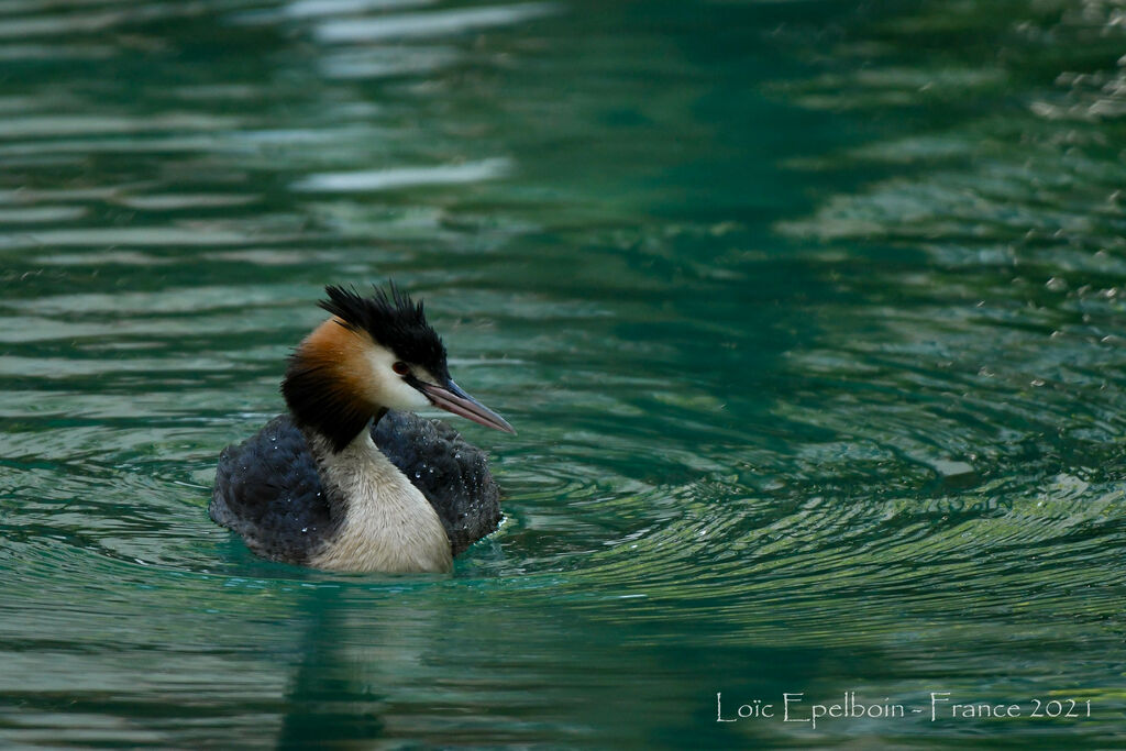 Great Crested Grebe