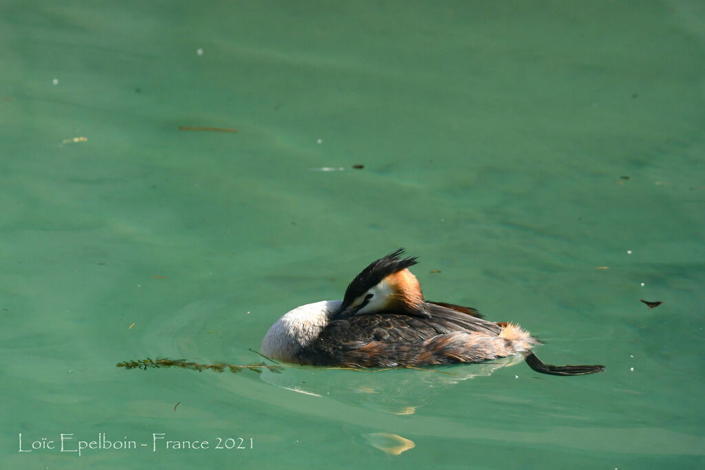 Great Crested Grebe